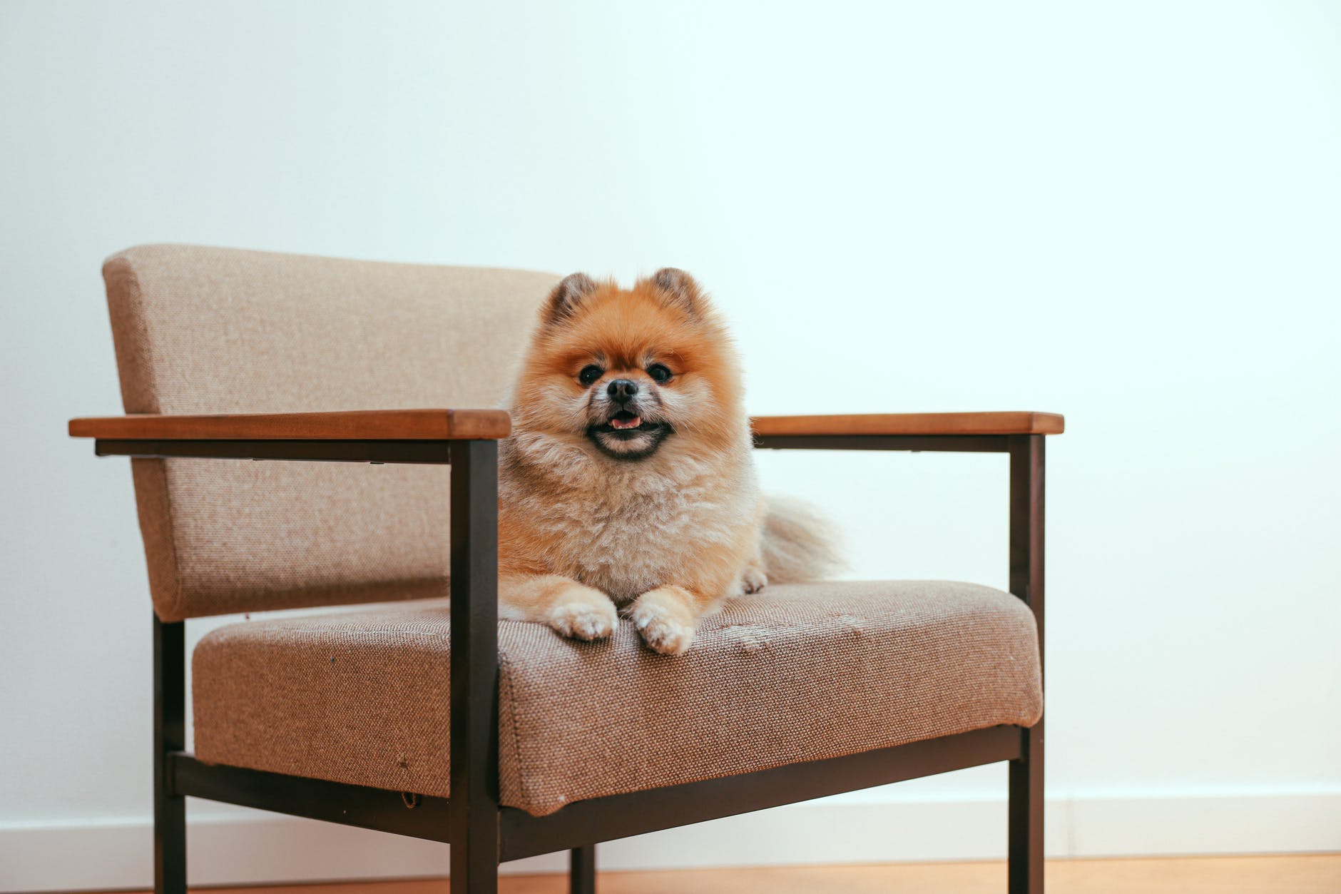 a pomeranian dog sitting on an armchair